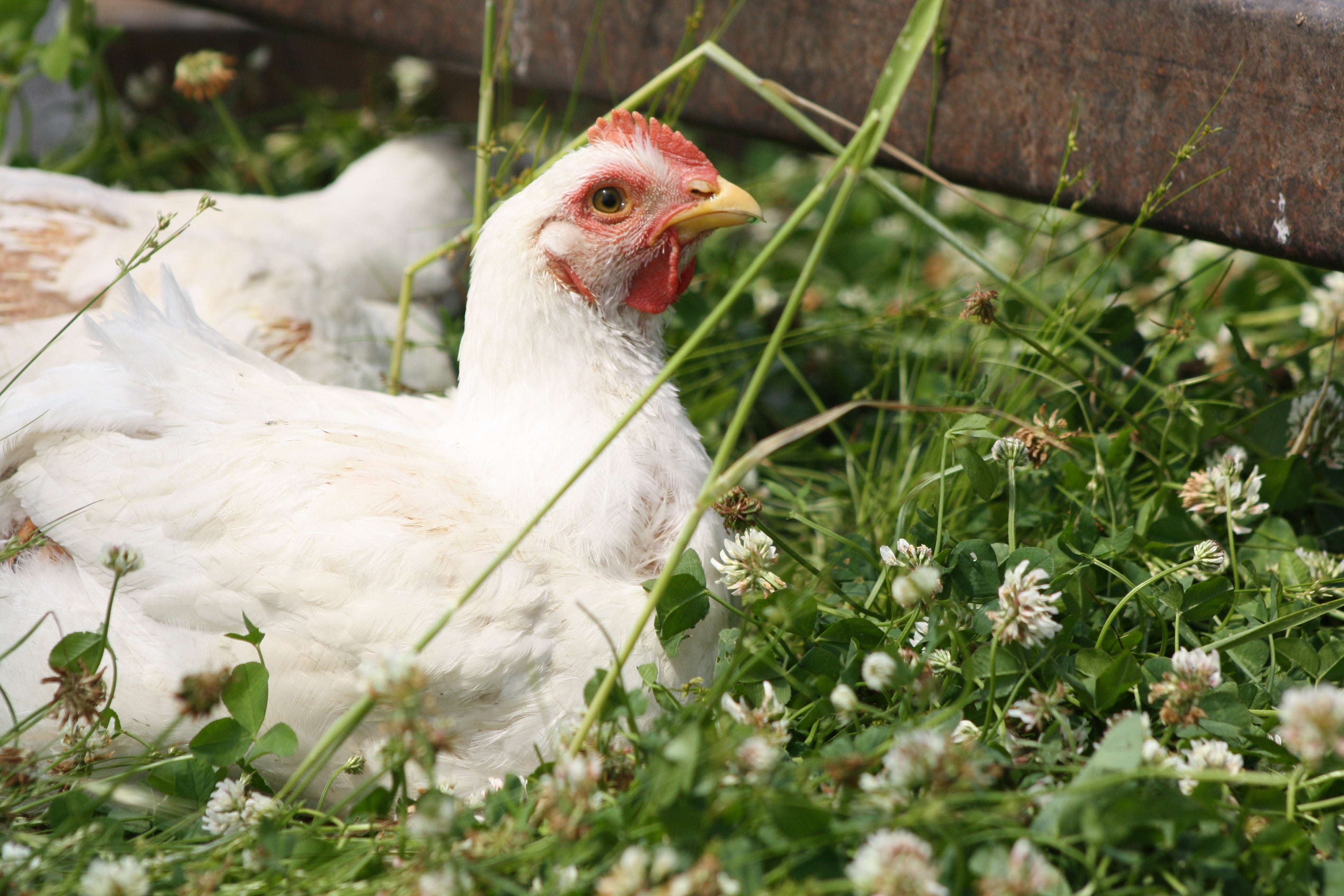 Pasture-raised Chicken Wings – Walker Farms ,LLC