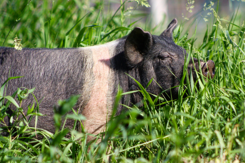 Striped pig in the grass
