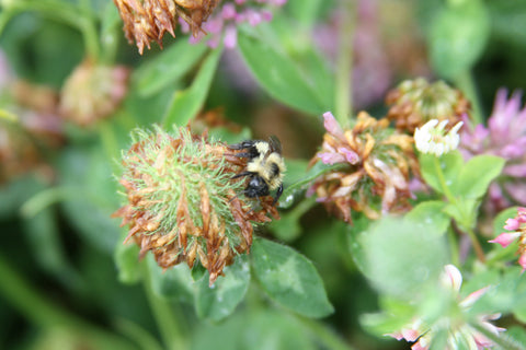 What is regenerative agriculture?