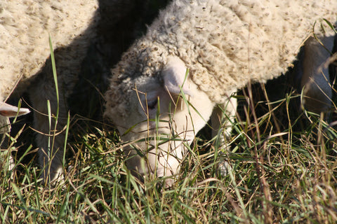 Grass-Finished Lamb